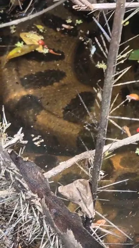 Anaconda partly submerged among branches and leaves, captured in the client’s field footage